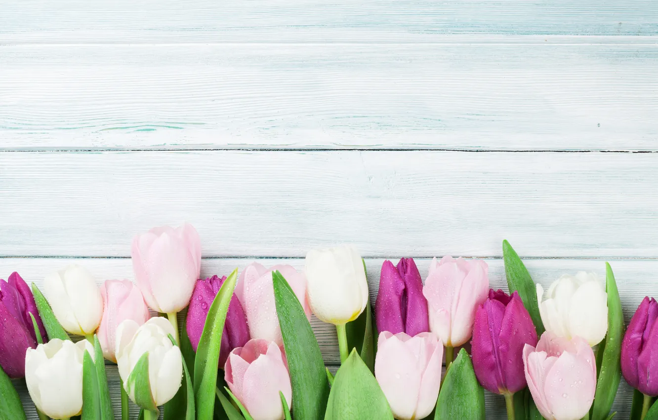 Фото обои цветы, colorful, тюльпаны, wood, pink, flowers, tulips, spring