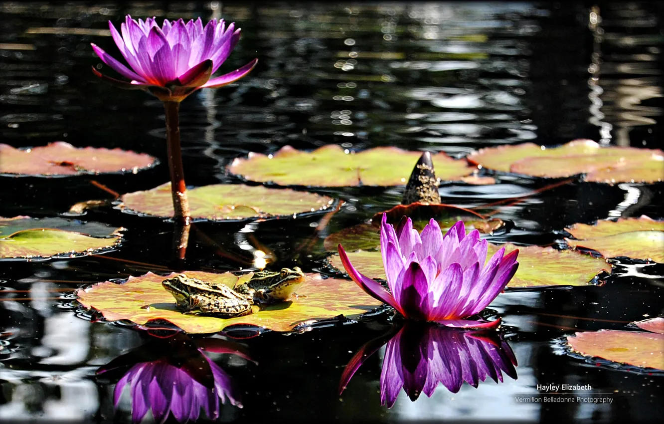 Фото обои Water, Wallpaper, Purple Flowers, Frogs, Lily Pads