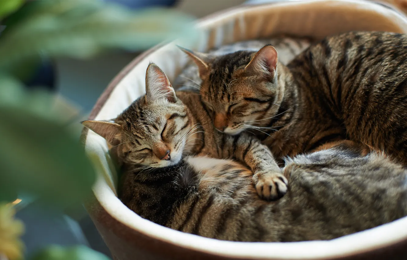 Фото обои зелень, кошки, коты, фокус, размытость, спят