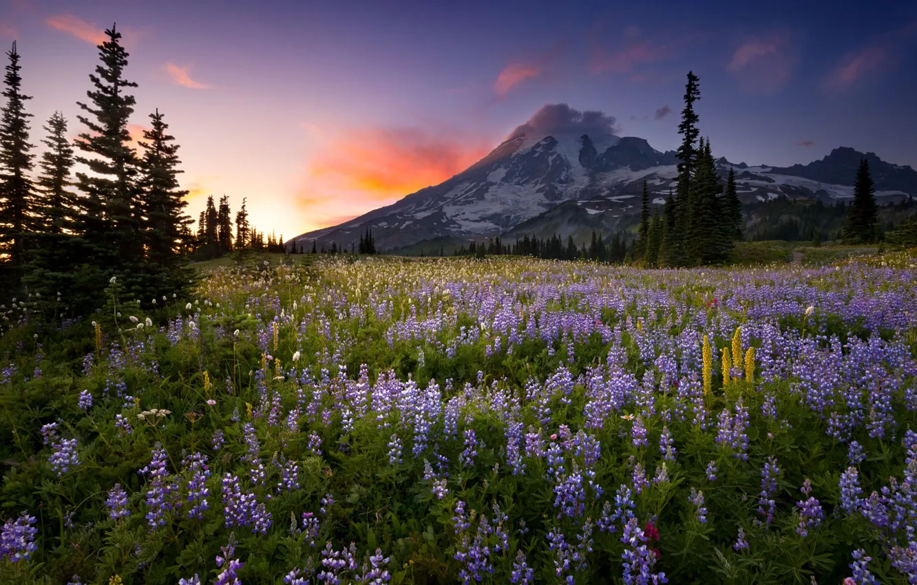 Фото обои закат, цветы, природа, гора, люпин, Doug Shearer