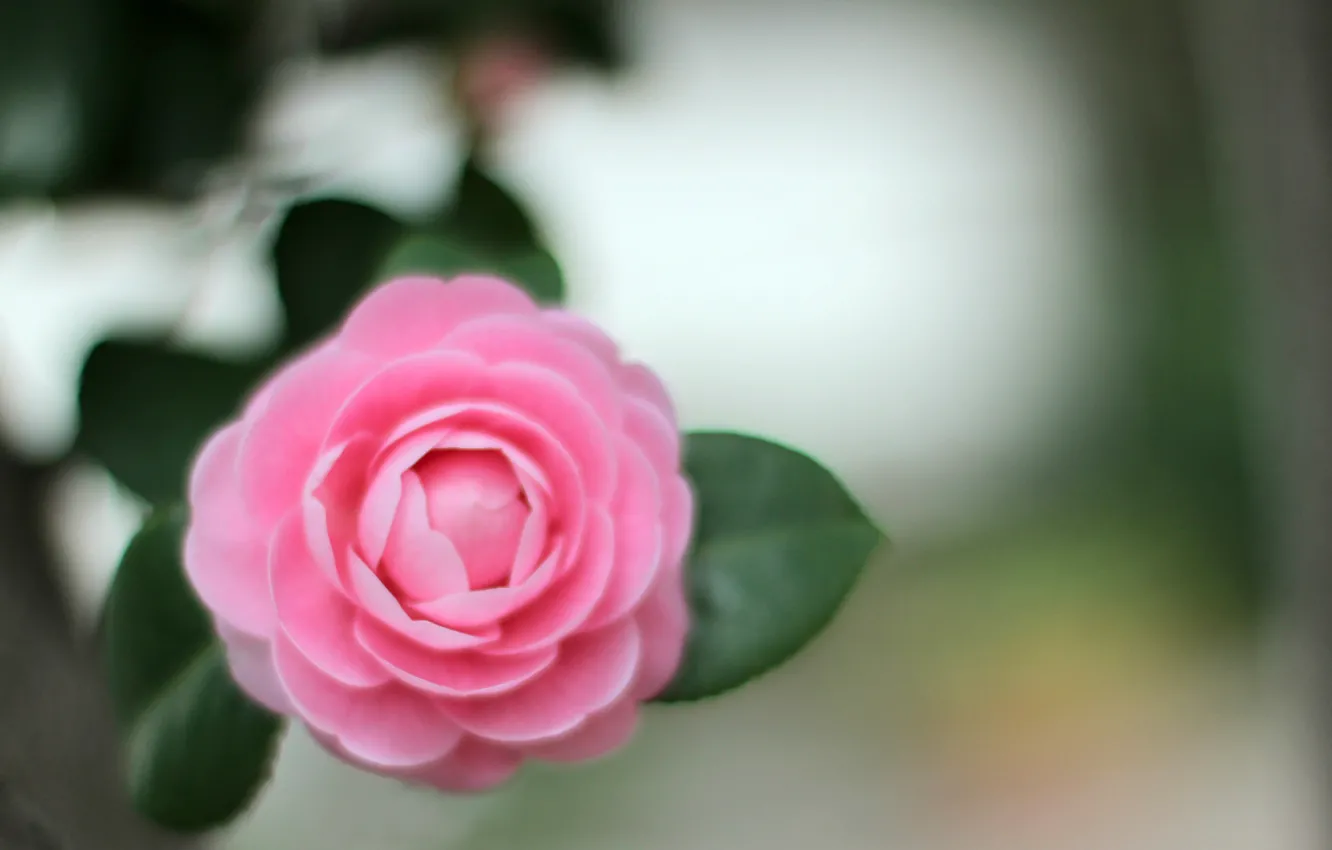 Фото обои цветок, листья, макро, розовый, лепестки, размытость, Камелия