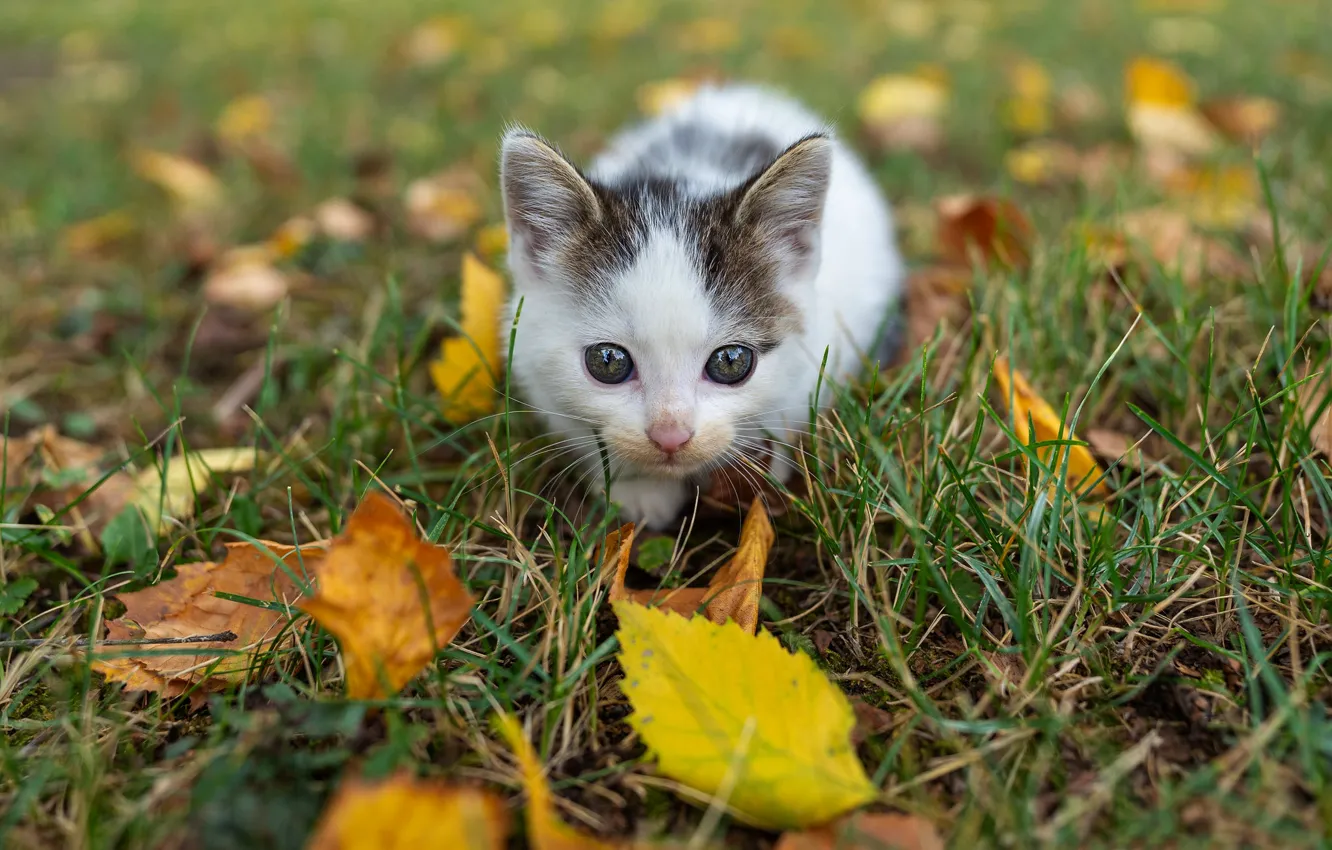 Фото обои осень, кошка, белый, трава, взгляд, листья, котенок, поляна