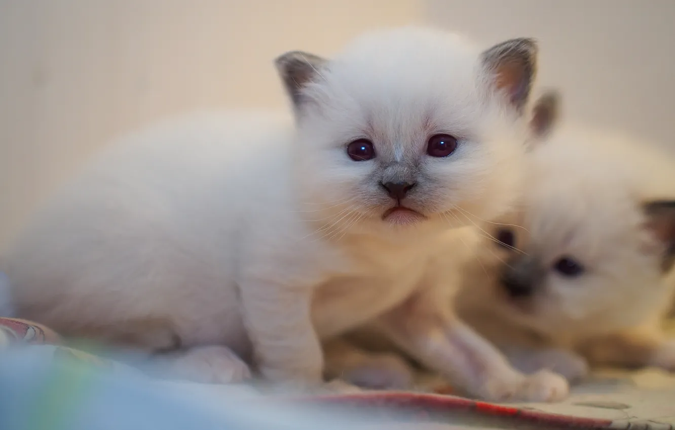 Фото обои кошка, белый, взгляд, кошки, котенок, малыш, котята, милый