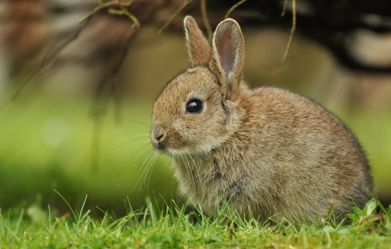 Фото обои трава, кролик, детёныш, крольчонок
