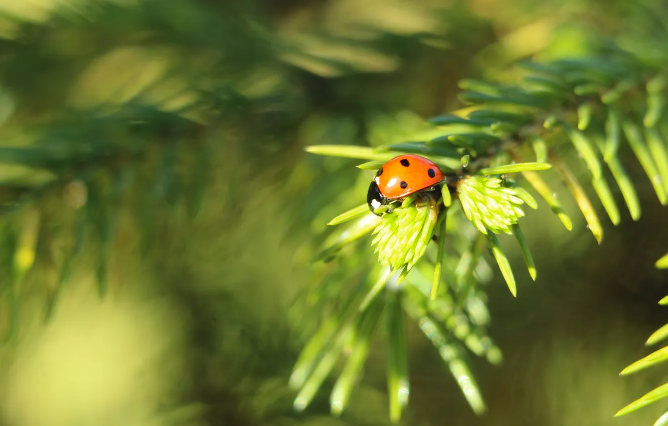 Фото обои red, insect, ladybird, twig