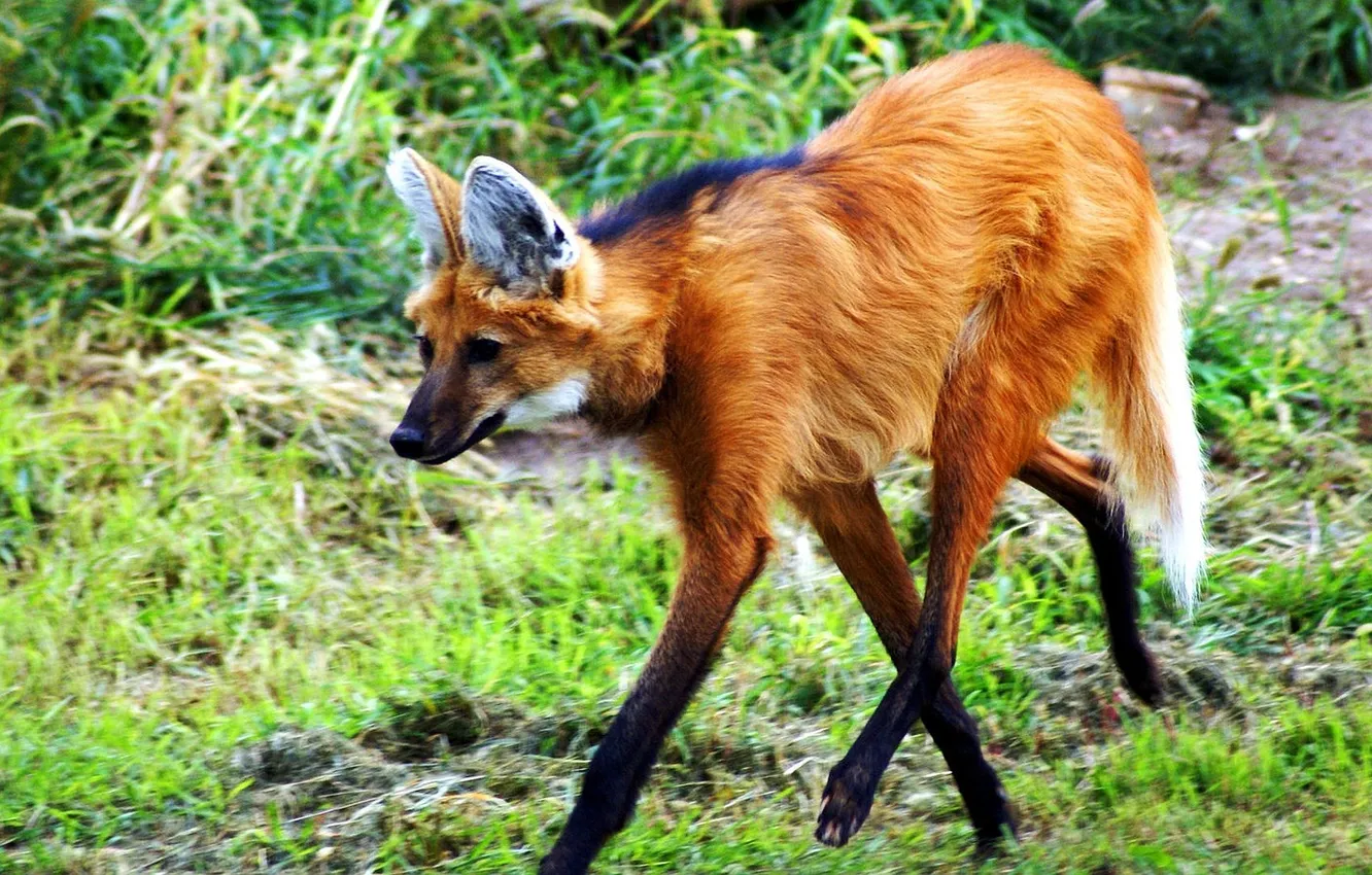 Фото обои fox, wildlife, maned wolf, sout amrica