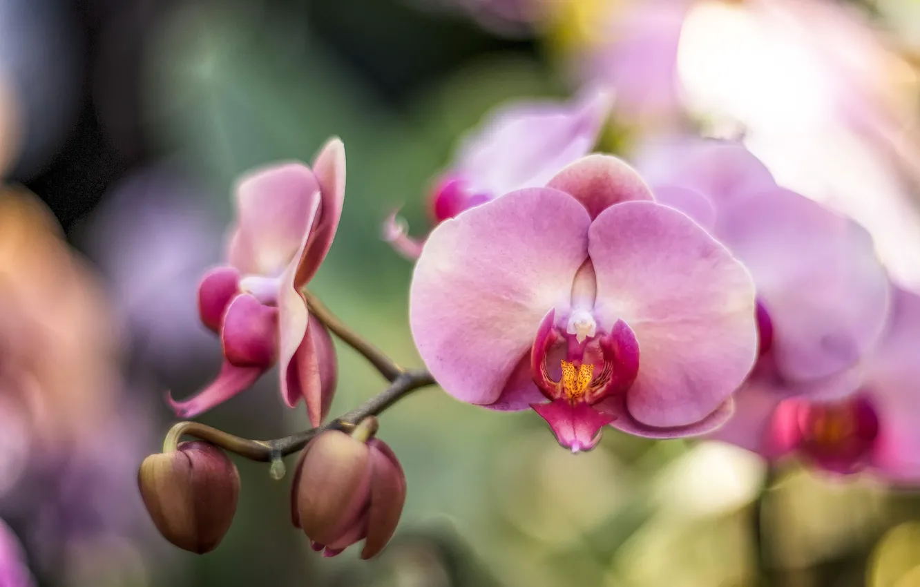 Фото обои розовый, ветка, орхидея