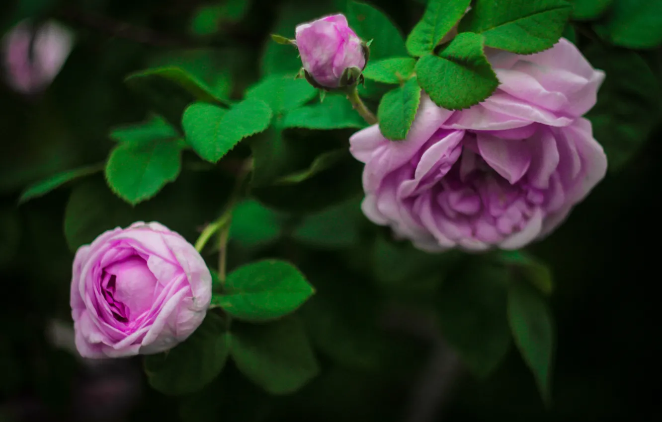 Фото обои зелень, цветок, розовая, розы, красота, лепестки
