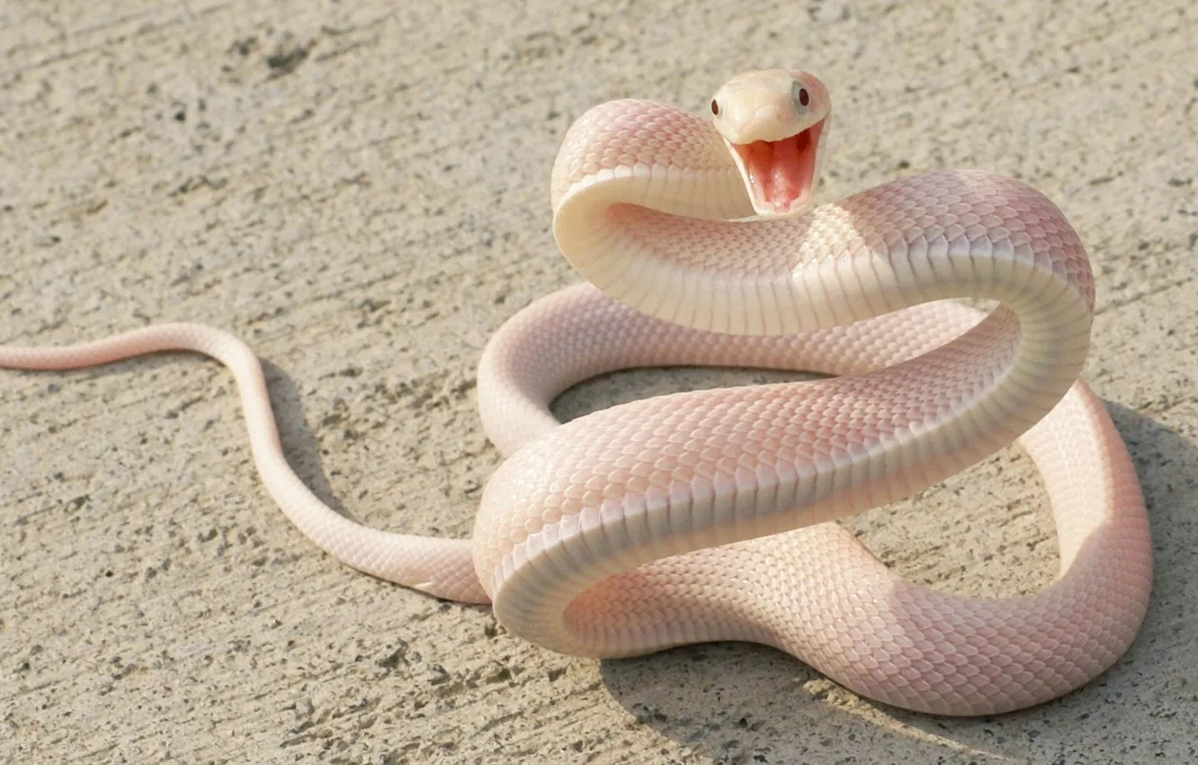 Фото обои Snake, eyes, asphalt, attack, animal themes, one animal, Pink Snake