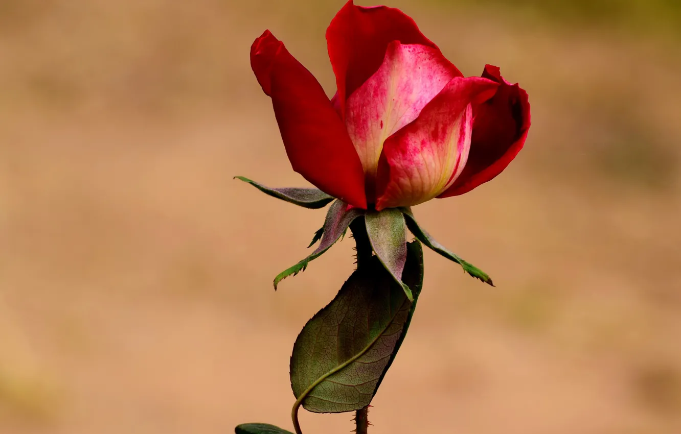 Фото обои цветок, листья, фон, роза, лепестки, стебель, бутон, красная