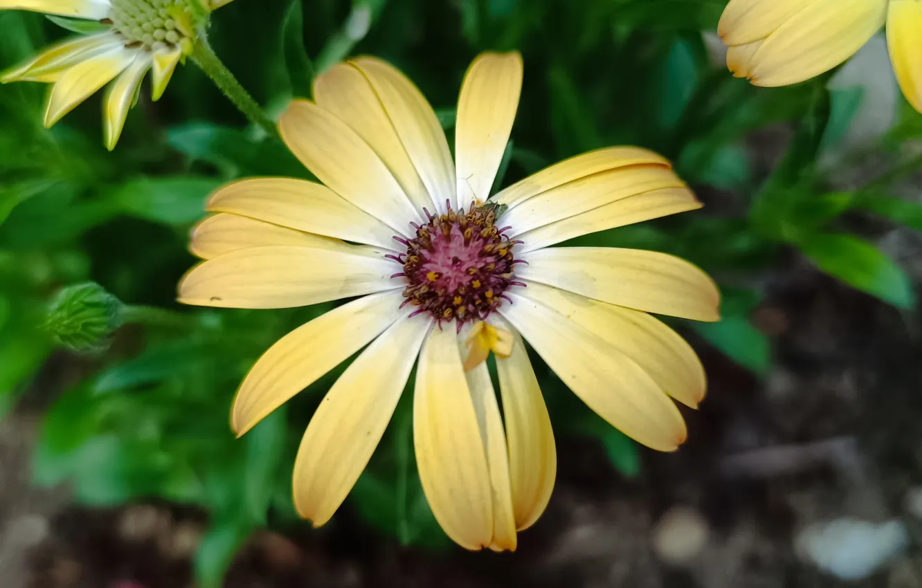 Фото обои Цветок, Flower, Yellow flower