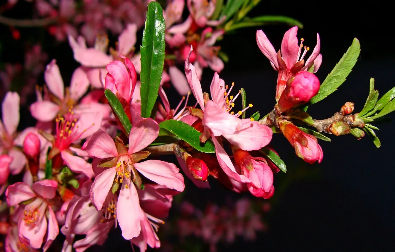 Фото обои красота в простоте, авторское фото Елена Аникина, цветы розовые Миндаль