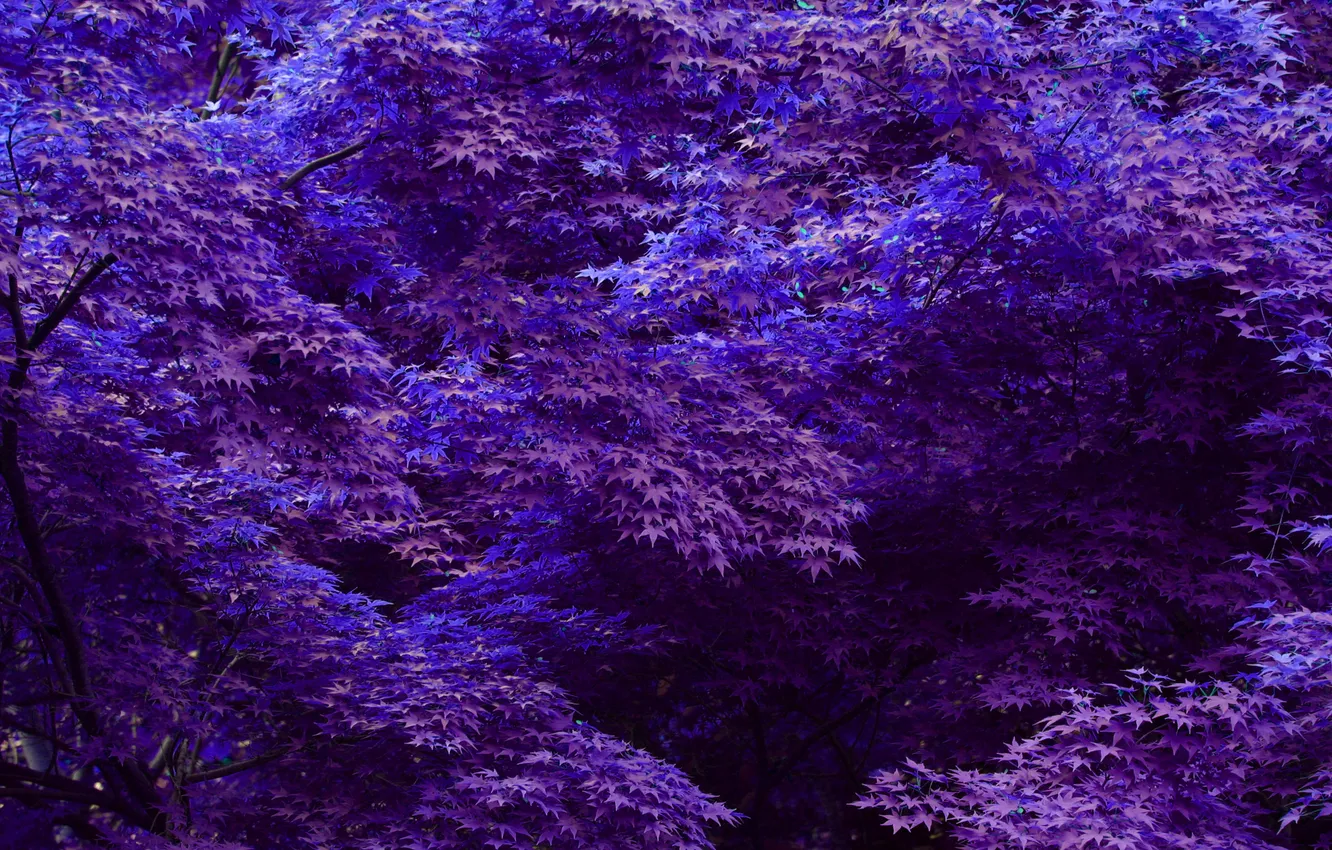 Фото обои листья, деревья, фиолетовые, синие