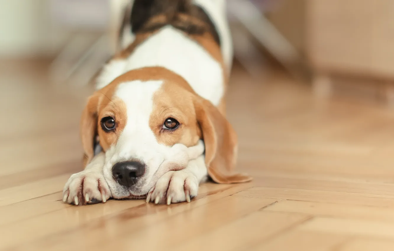 Фото обои собака, щенок, puppy, dog, домашнее животное, dogs, бигль, beagle