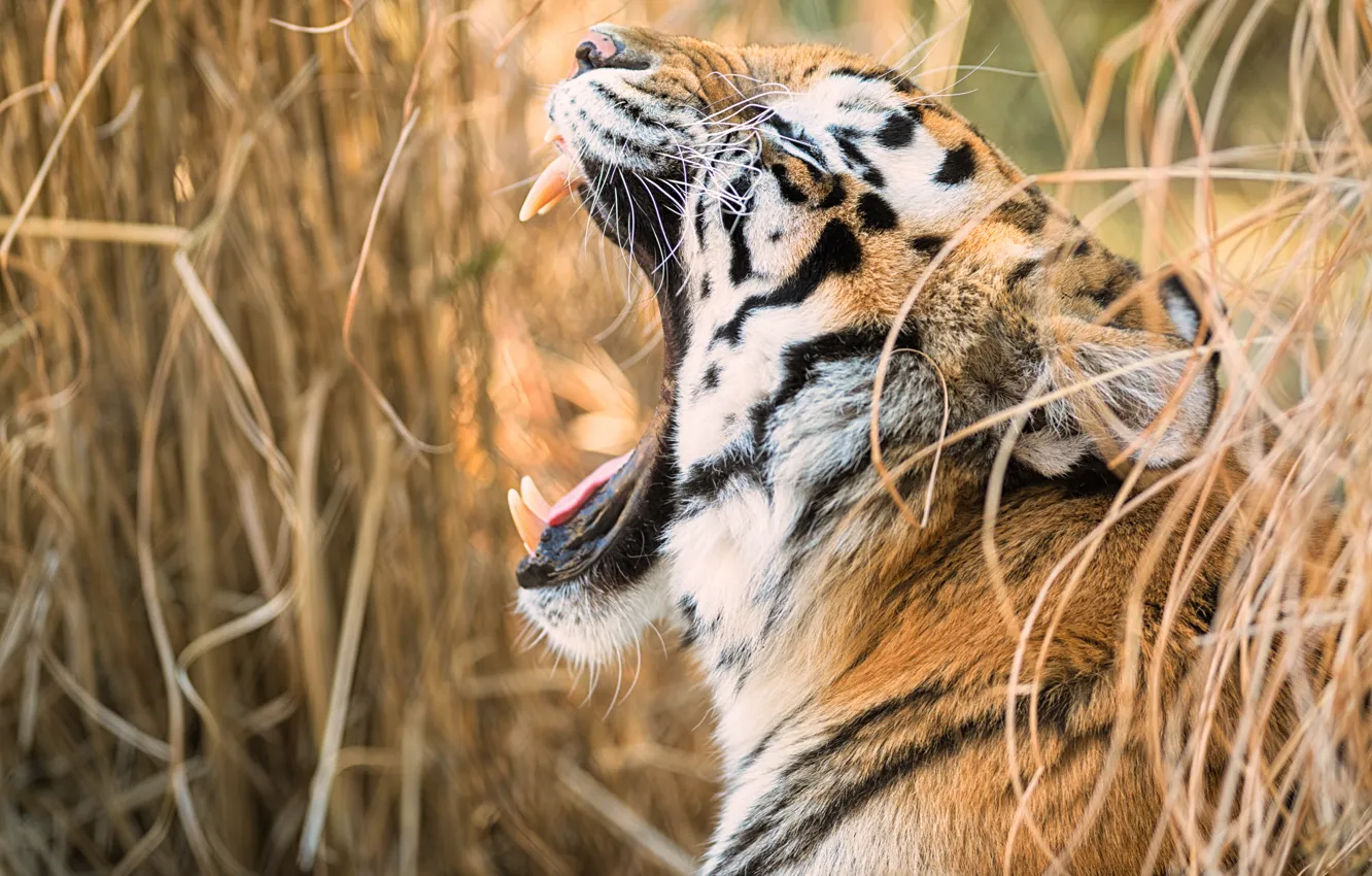 Фото обои tiger, teeth, feline
