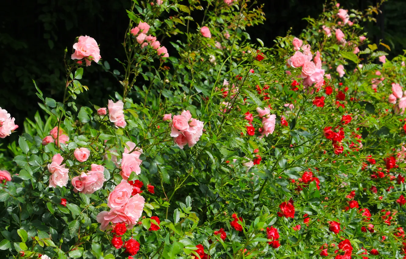 Фото обои flower, garden, roses