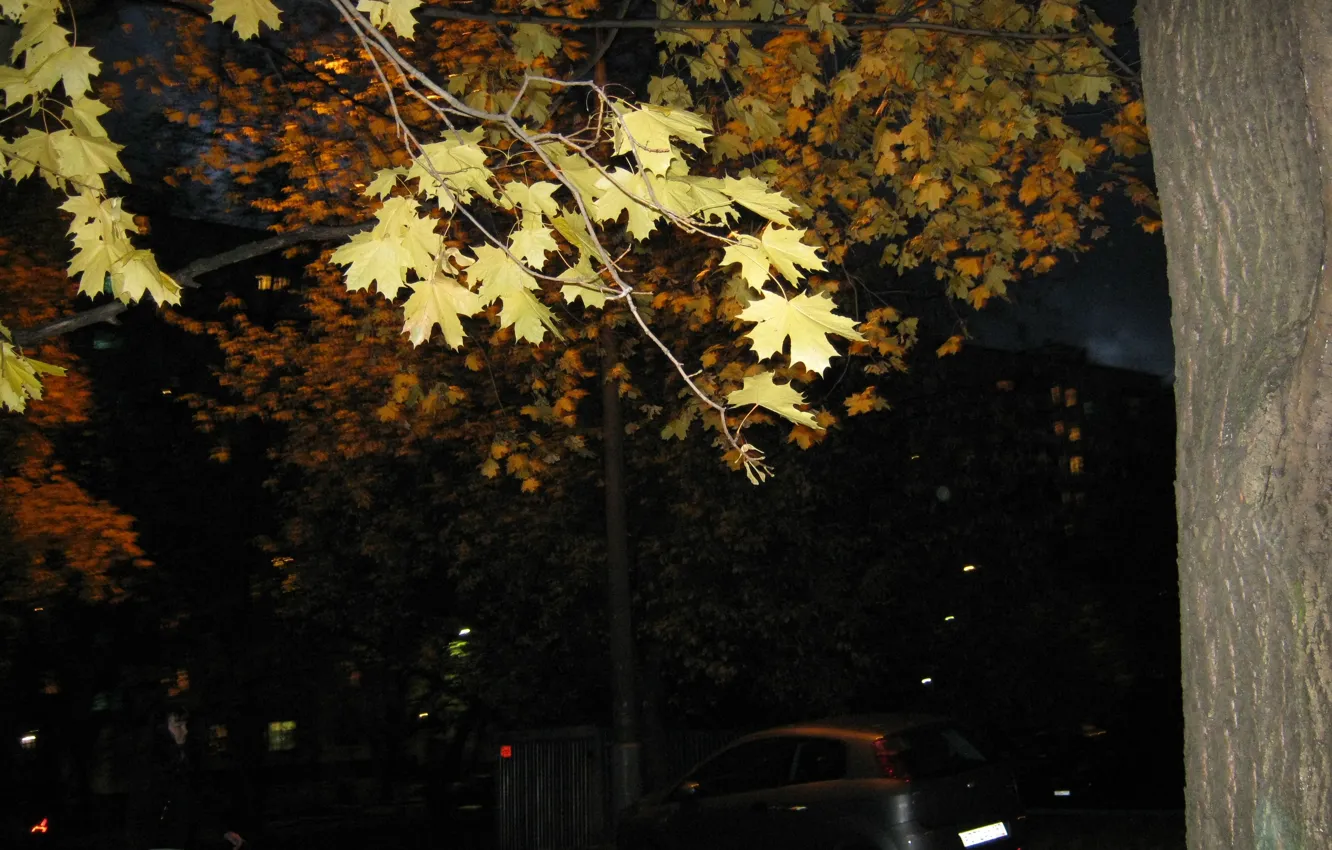 Фото обои свет, ночь, город, дерево, ветер, желтые листья, ветка, Осень