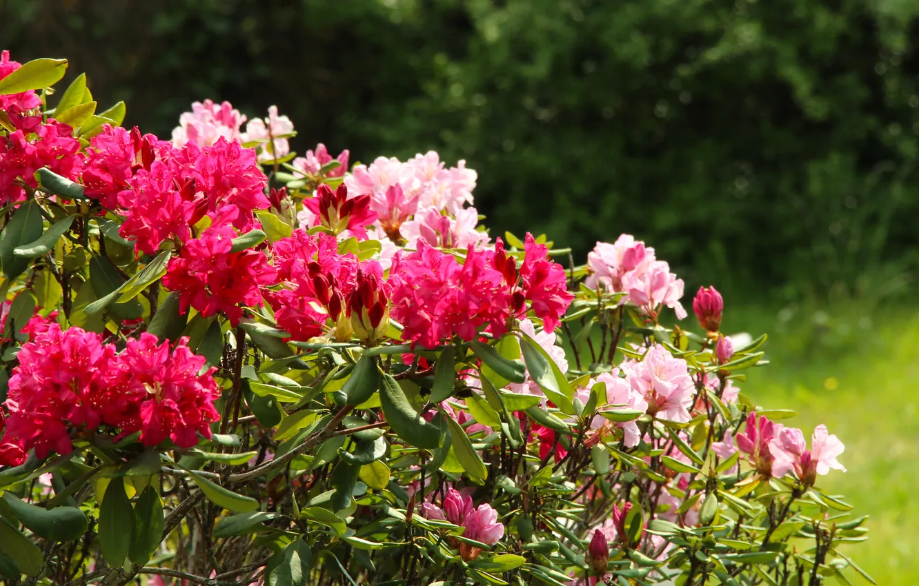 Фото обои flowering, shrub, rhododendron