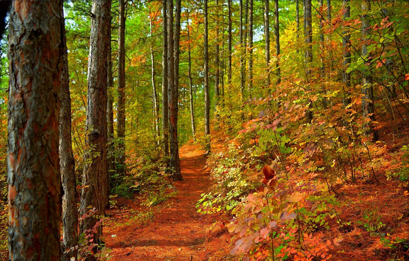 Фото обои Тропинка, Деревья, Лес, Fall, Листва, Autumn, Colors, Forest