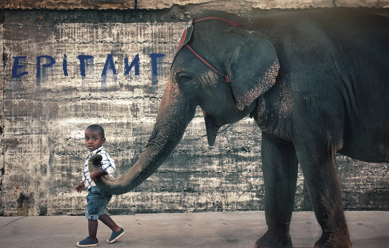 Фото обои слон, ситуация, мальчик