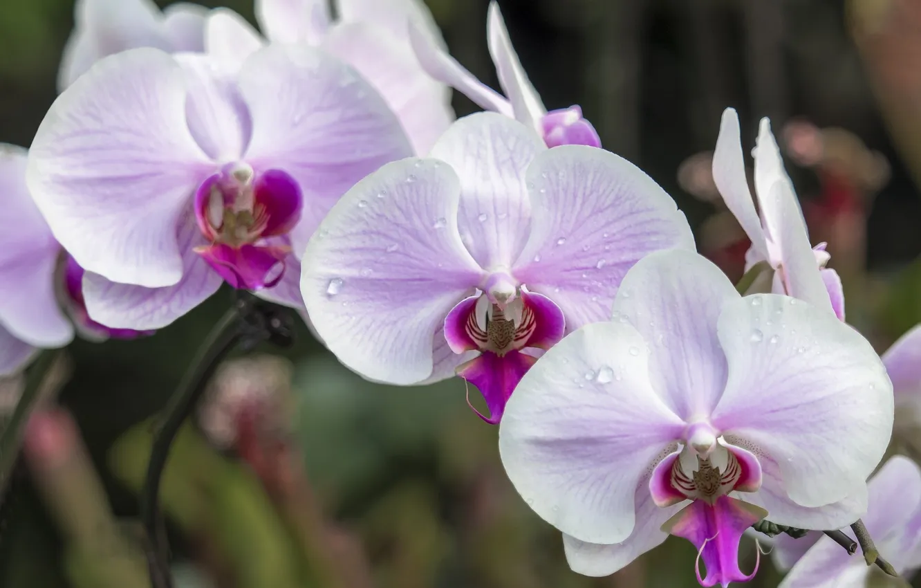 Фото обои макро, розовый, нежность, орхидея