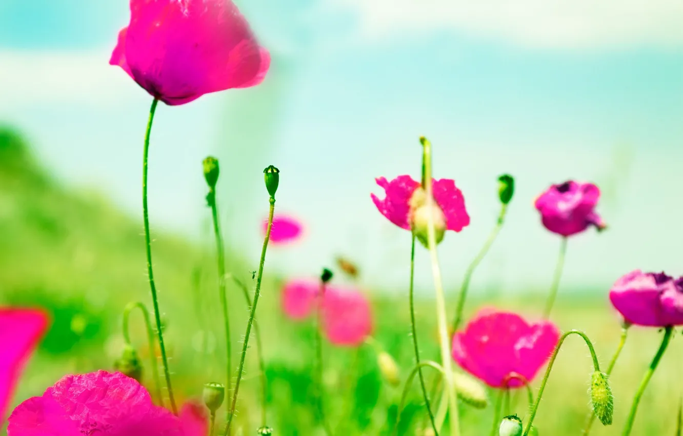 Фото обои зелень, цветы, фон, розовый, обои, размытие, wallpaper, цветочки