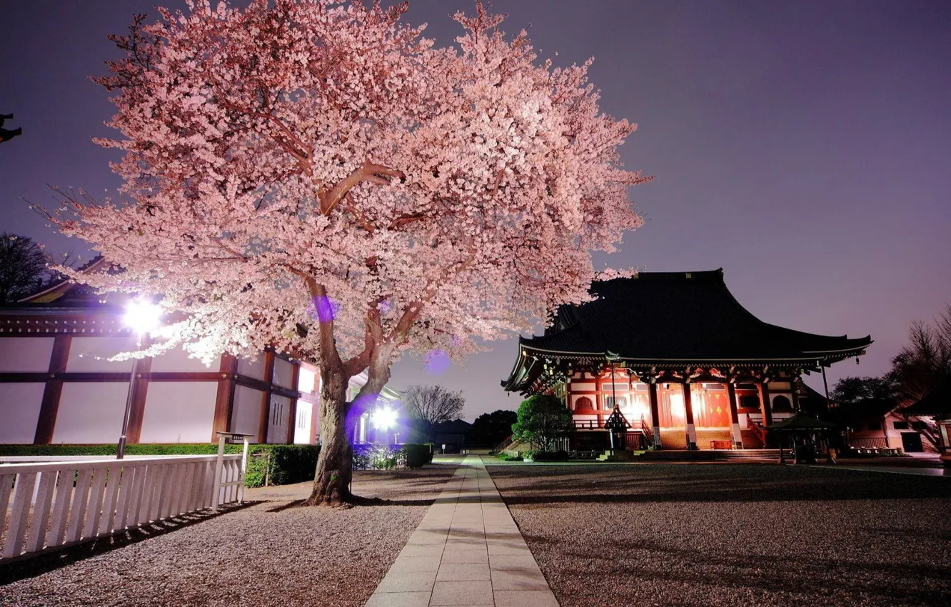 Фото обои вечер, Япония, сакура, храм, Japan