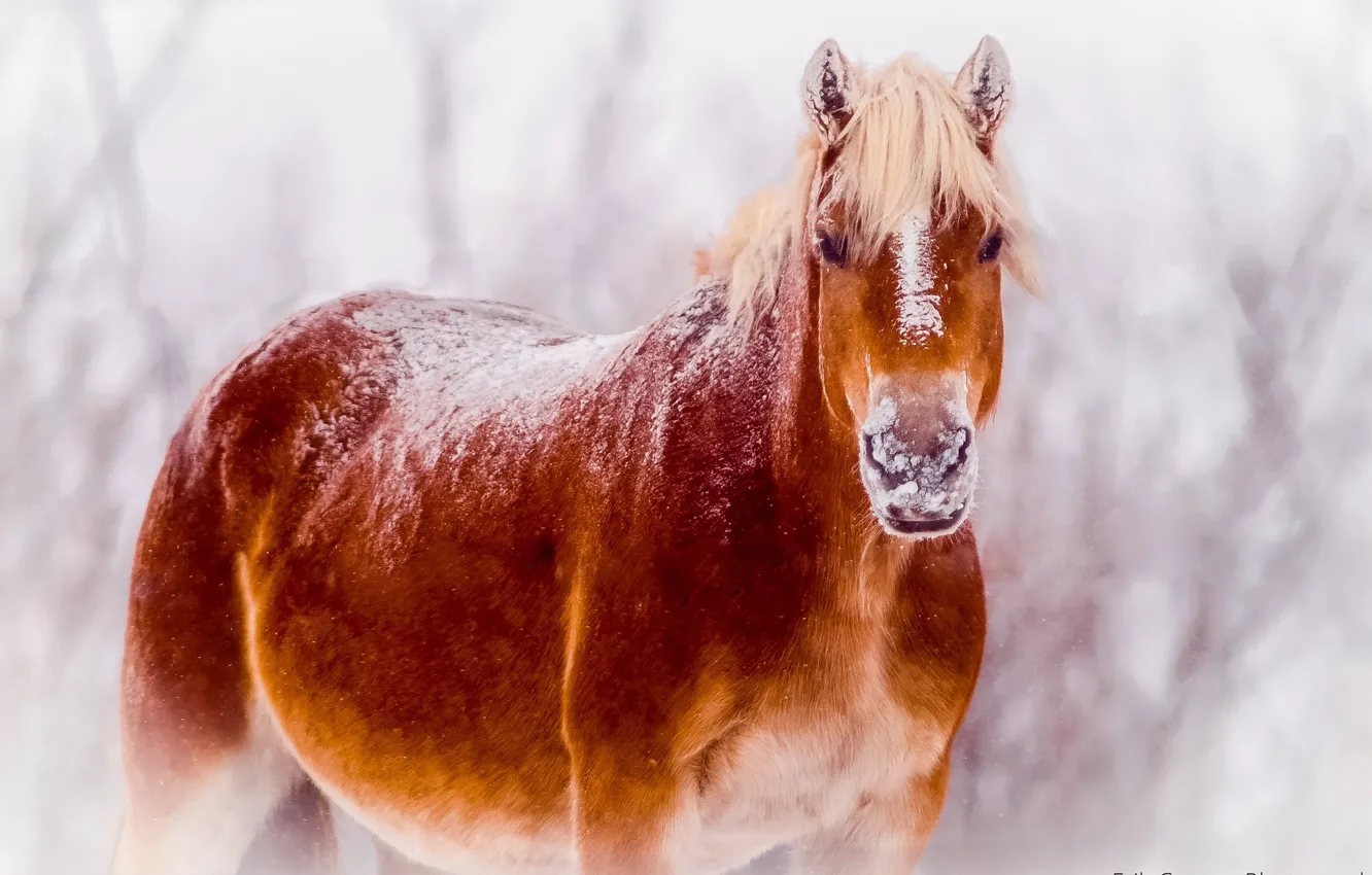 Фото обои снег, природа, конь
