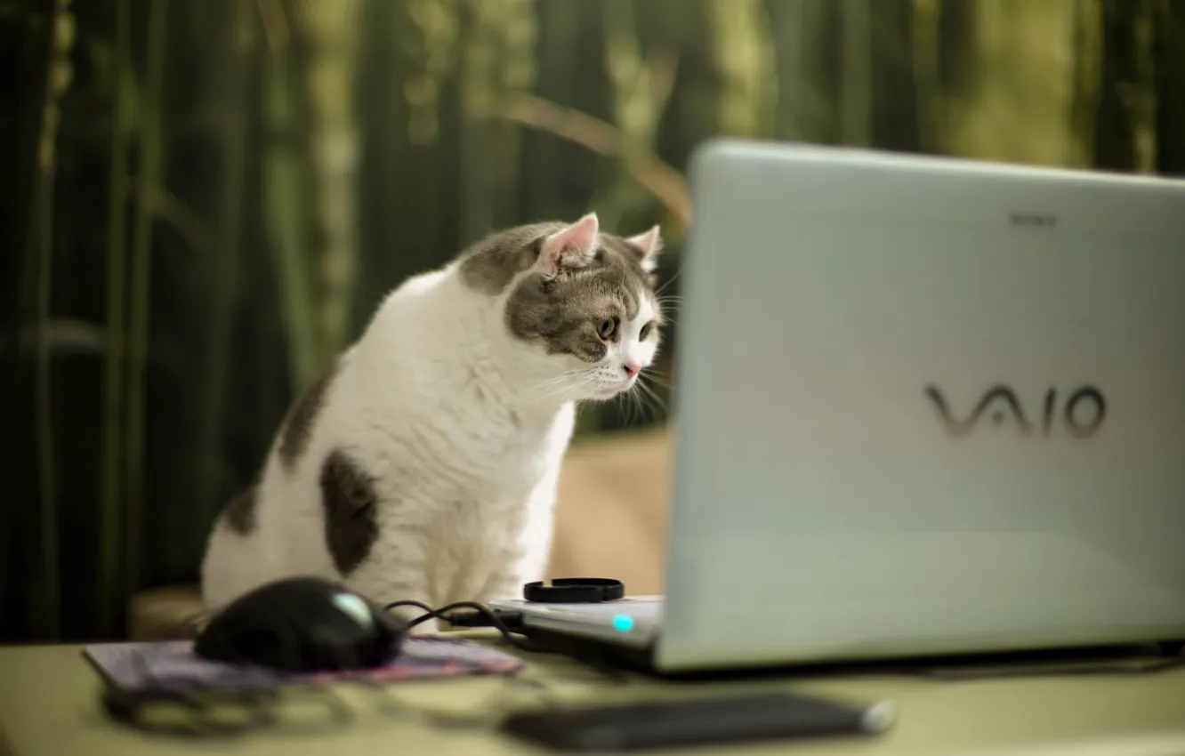 Фото обои кошка, взгляд, ноутбук