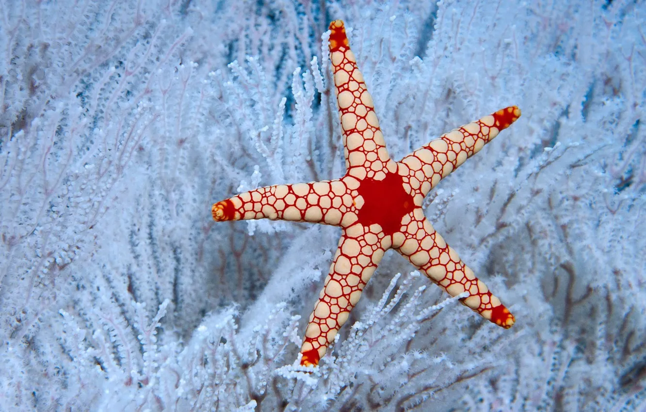 Фото обои море, природа, океан, кораллы, морская звезда, Сейшельские острова