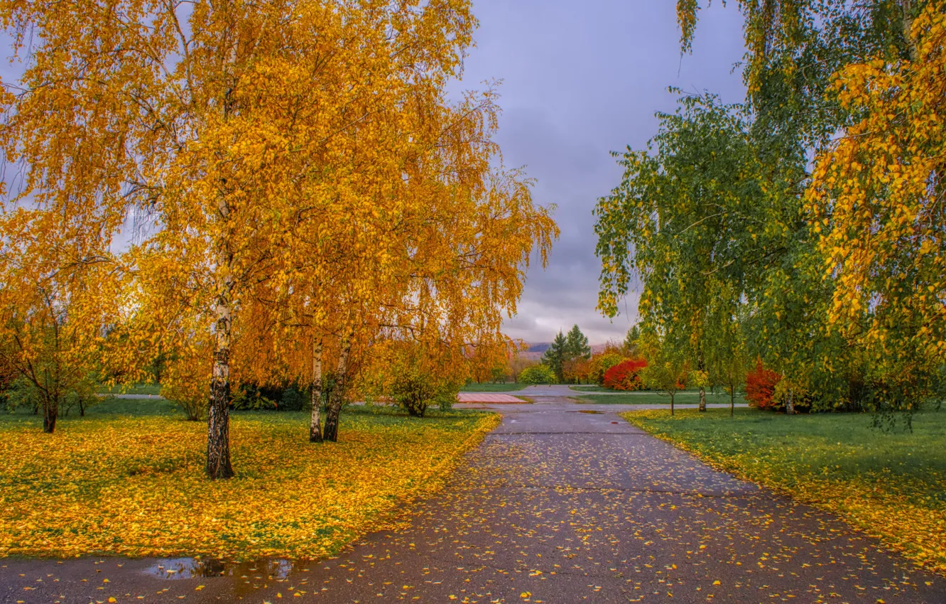 Фото обои nature, park, autumn, alley