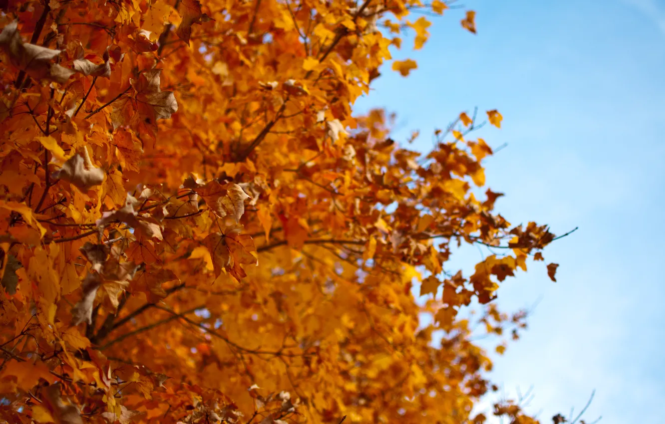 Фото обои осень, листья, красный, дерево