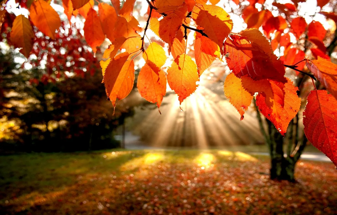 Фото обои осень, листья, лучи, деревья