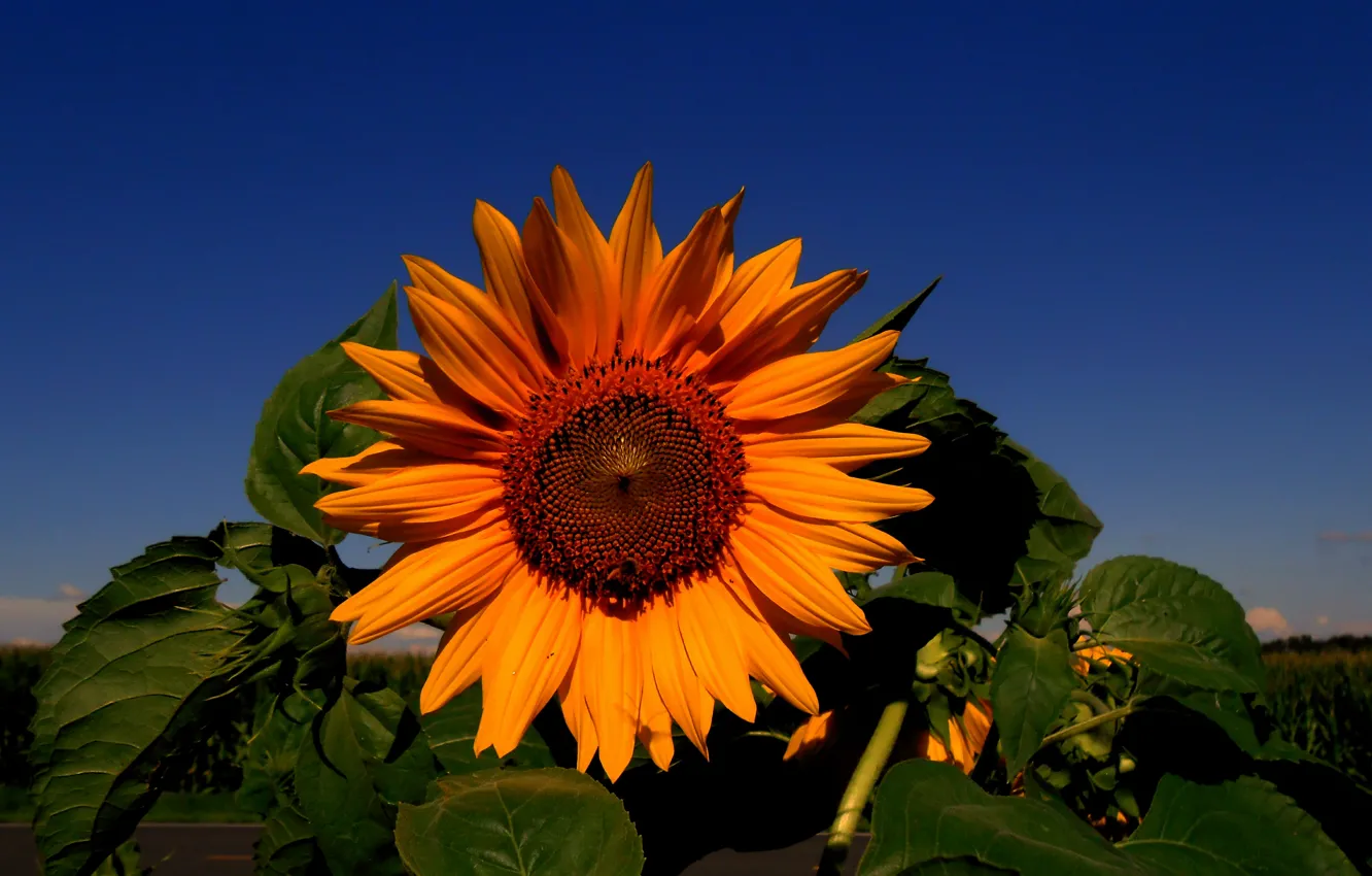 Фото обои цветок, Подсолнух, sunflower