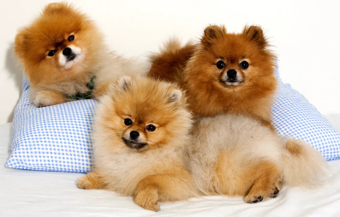 Фото обои взгляд, собака, подушка, шпиц, троица