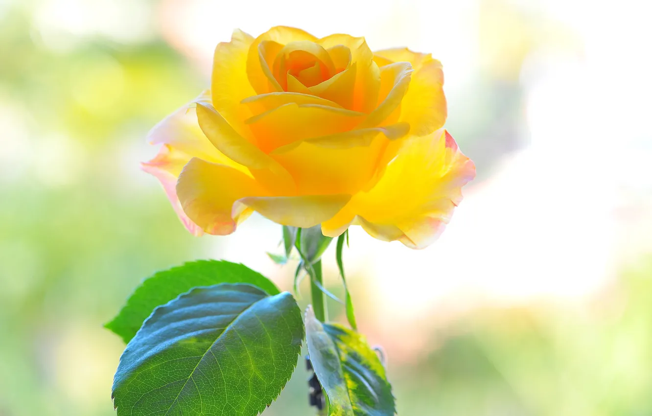 Фото обои цветок, желтый, фон, роза, лепестки