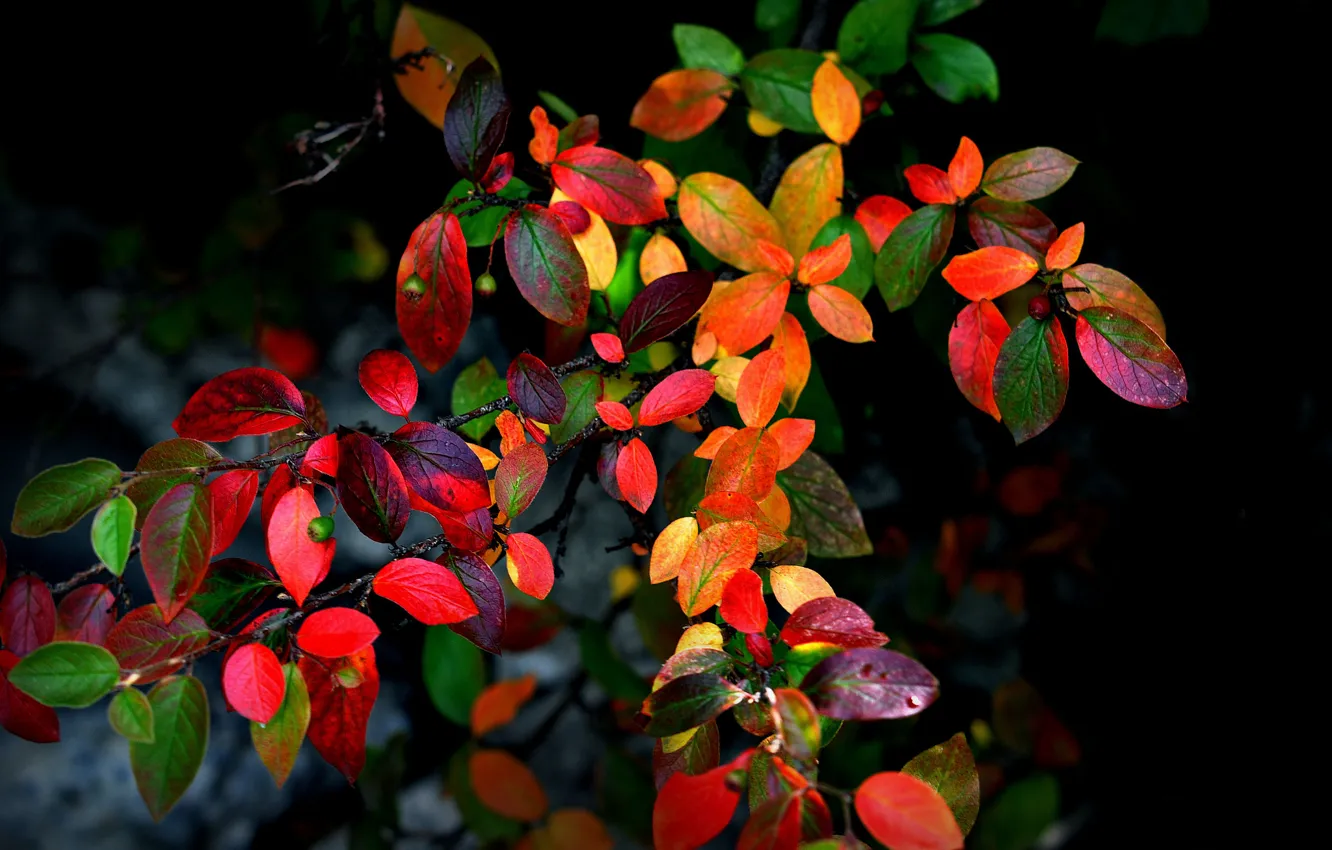 Фото обои осень, листья, ветки, фон, куст