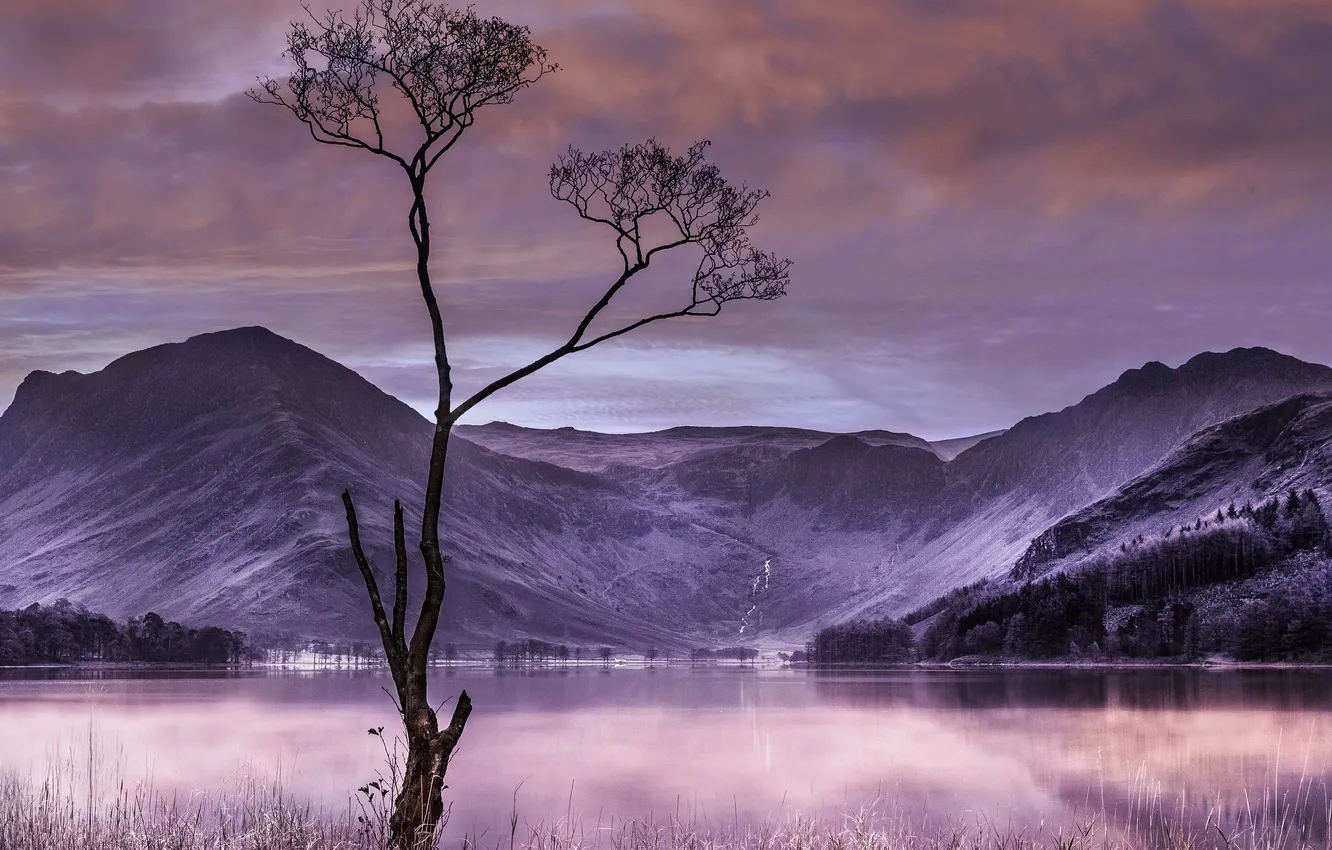 Фото обои горы, ночь, озеро, дерево