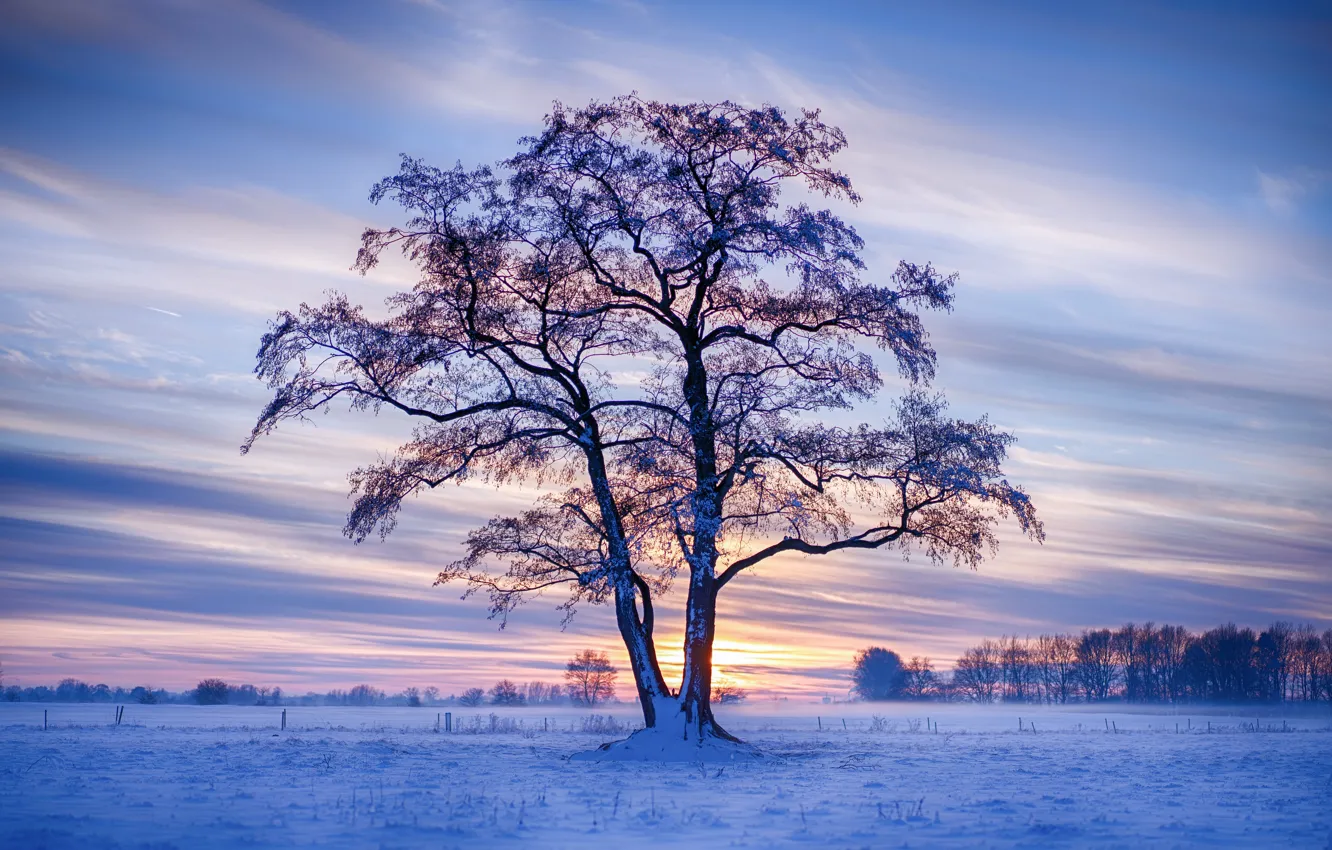 Фото обои зима, поле, небо, снег, деревья, закат, дерево, Германия