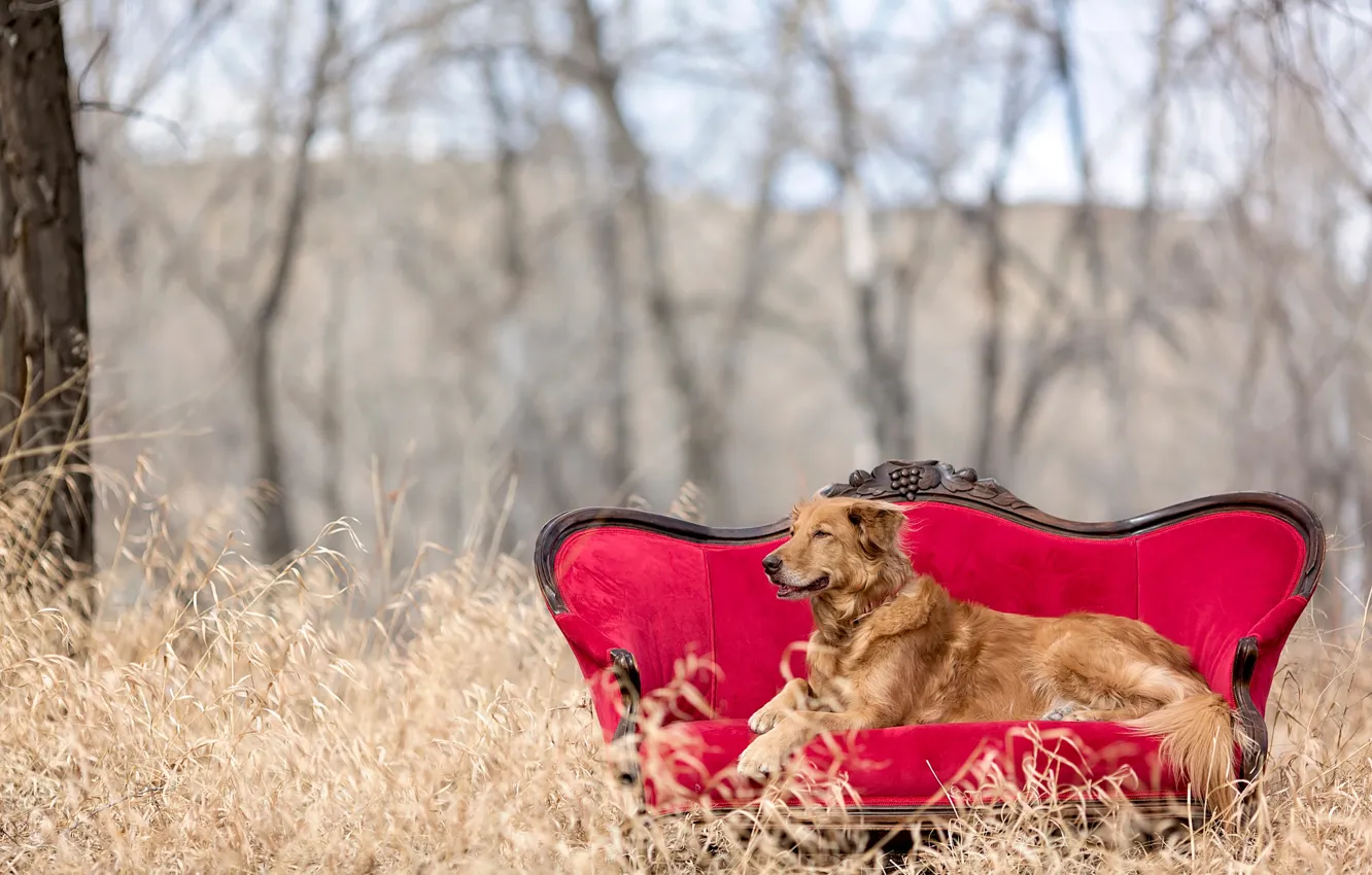 Фото обои природа, диван, red chair, golden retriever