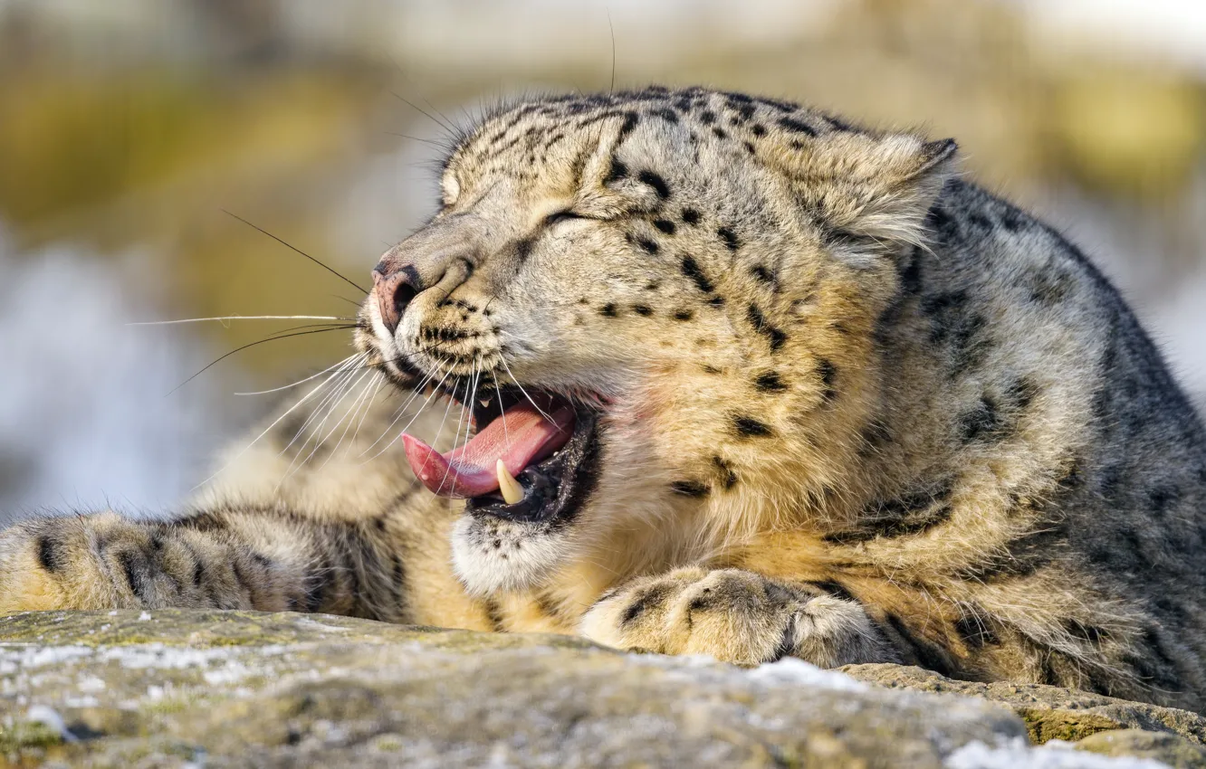 Фото обои зима, язык, морда, снег, природа, камни, пасть, лежит