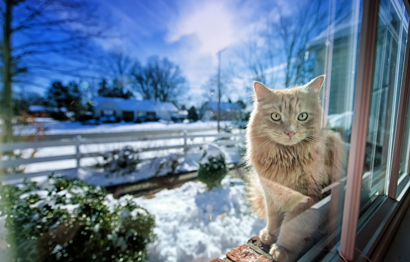 Фото обои зима, кошка, свет, окно, Gregory J Scott Photography