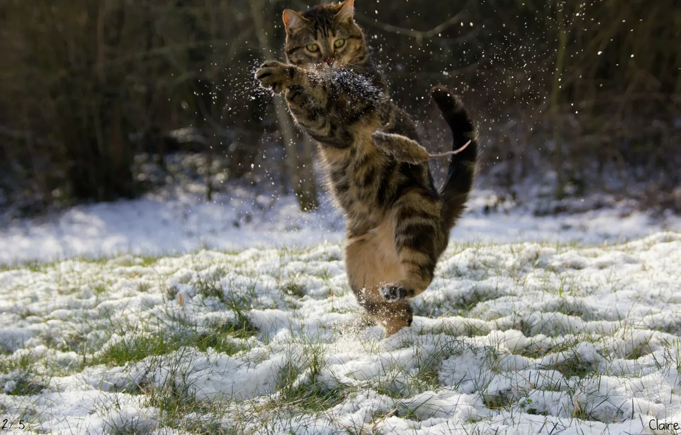 Фото обои зима, кот, снег, мышка, Кунг-фу