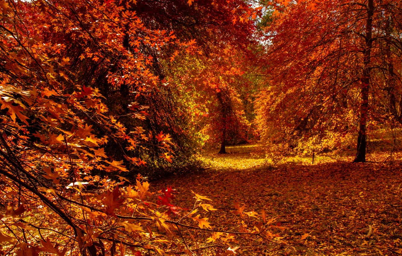 Фото обои осень, лес, листья, солнце, деревья, ветки, желтый, парк