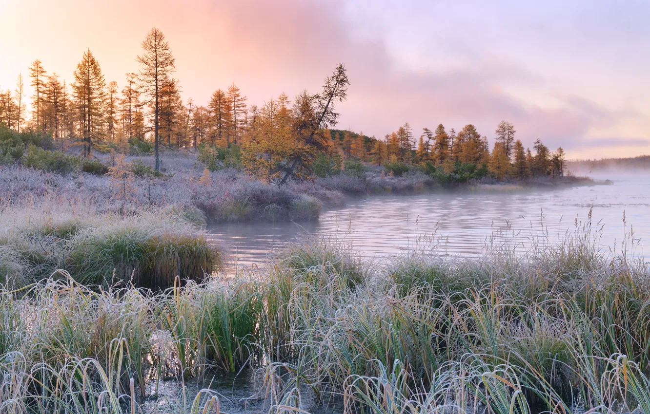 Фото обои иней, осень, трава, деревья, пейзаж, природа, туман, озеро