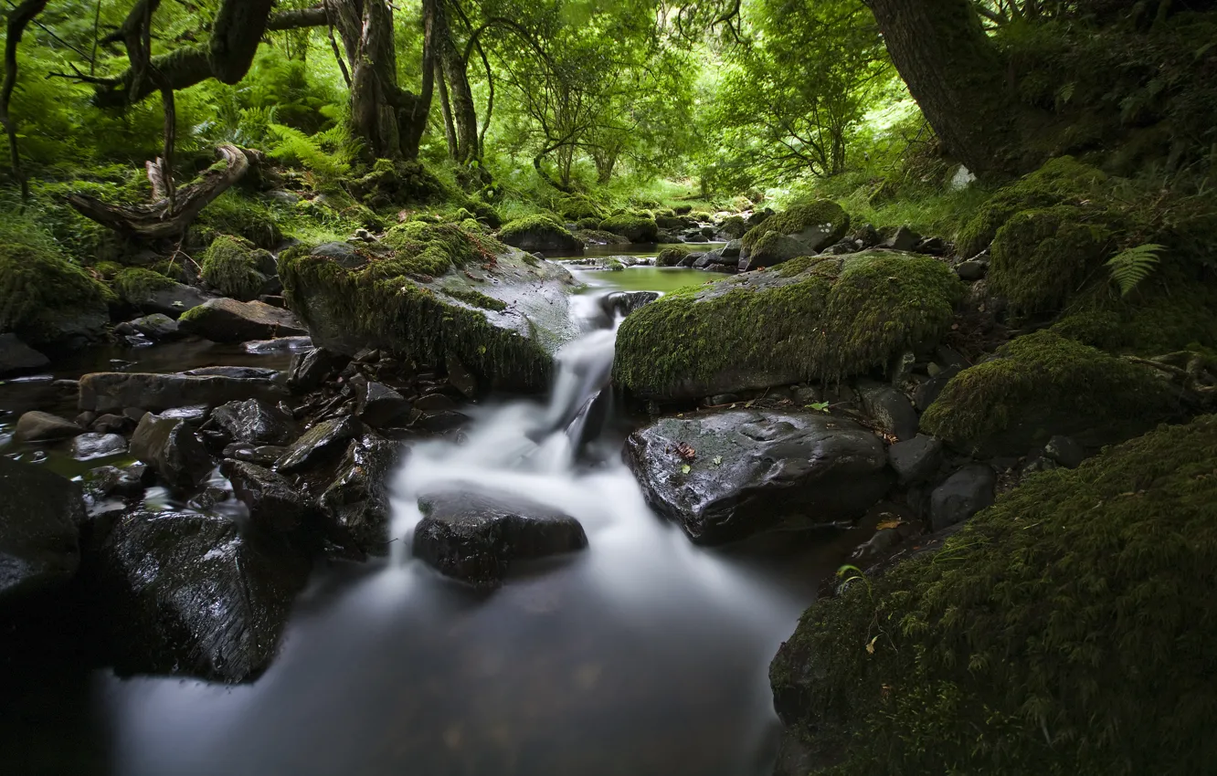Фото обои лес, листья, вода, природа, река, камни, поток, river