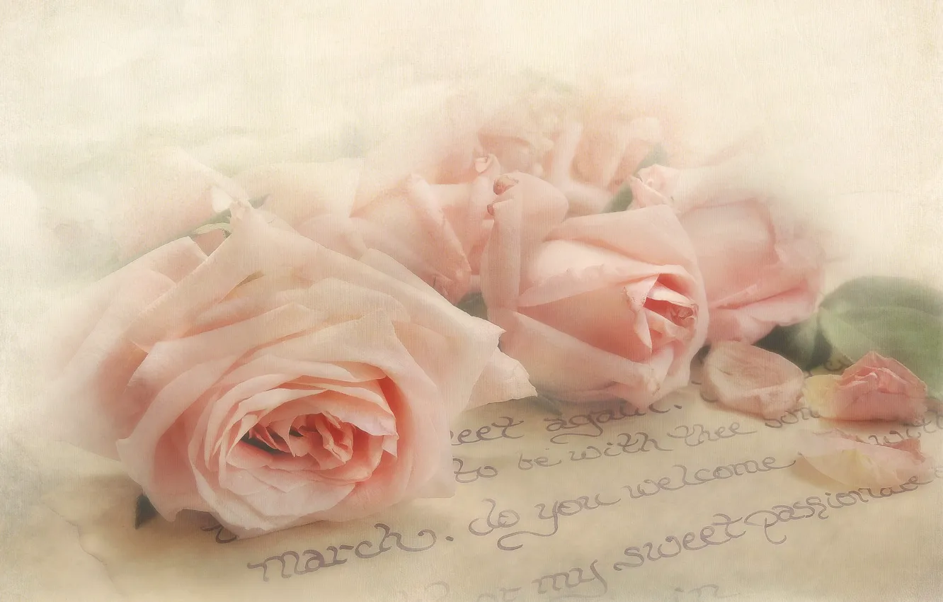 Фото обои письмо, стиль, нежность, розы, текстура, лепестки, бутоны