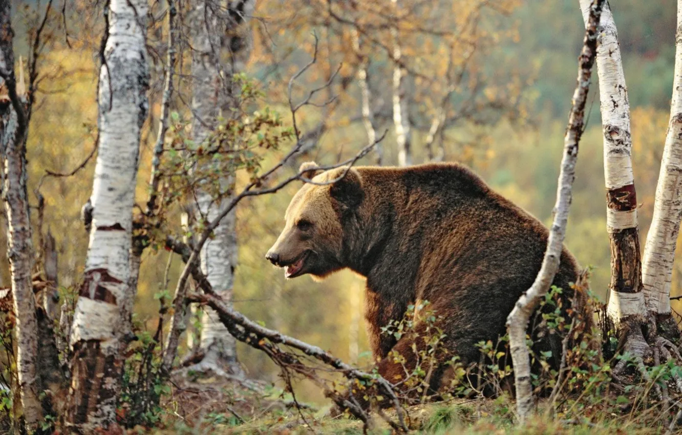 Фото обои bear, woods, animal, sitting in the_woods