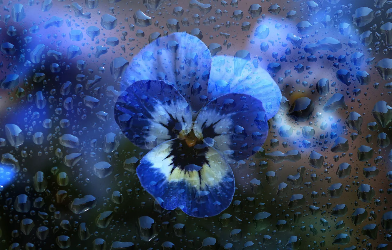 Фото обои стекло, вода, капли, макро, цветы, голубые, анютины глазки, капли воды