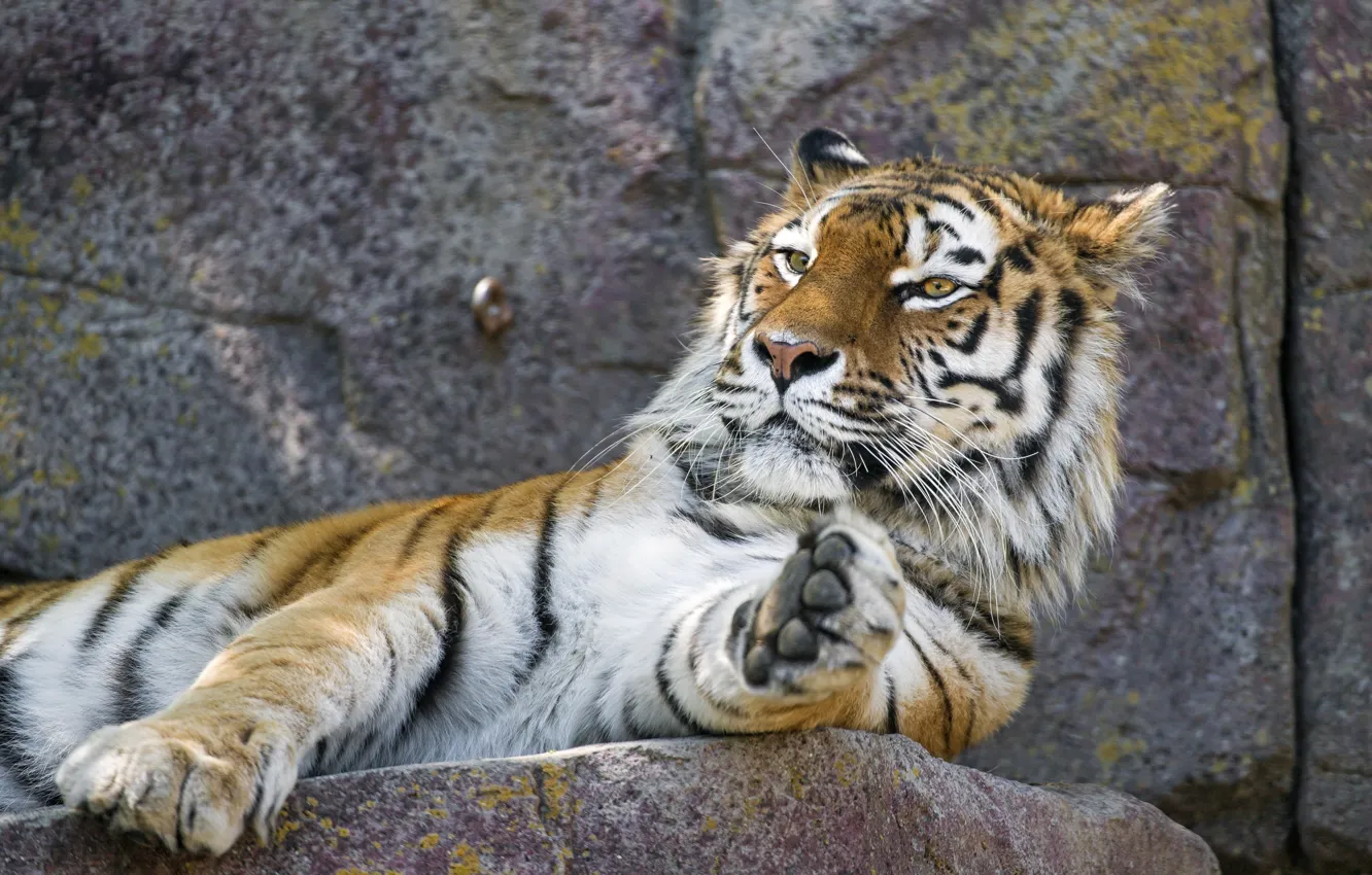 Фото обои морда, тигр, отдых, лапа, хищник, лежит, дикая кошка, зоопарк